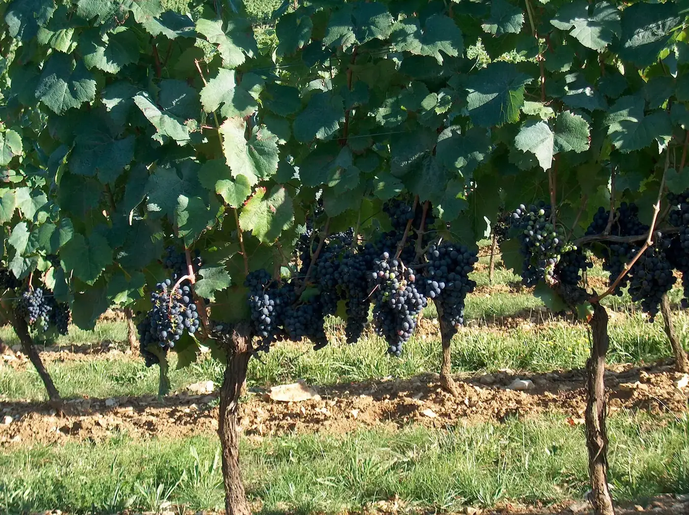 Grappes de Malbec dans une vigne de l'appellation Cahors