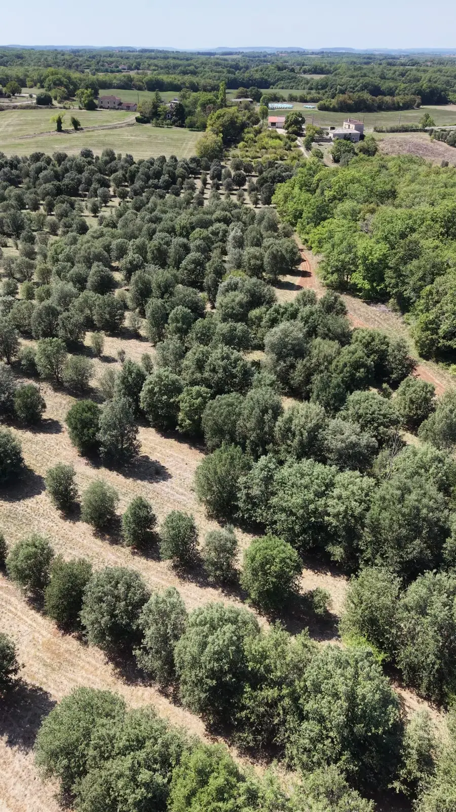 Les rangs de chênes truffiers du domaine vus du ciel
